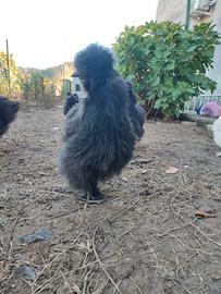 Pulcinotti di moroseta