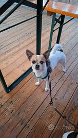 Chihuahua tricolore per MONTA