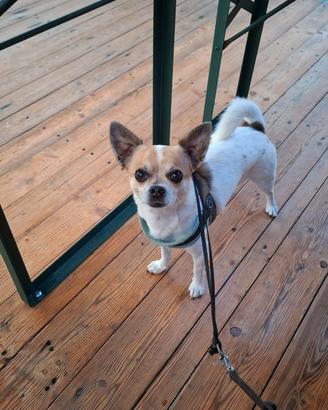 Chihuahua tricolore per MONTA