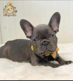 Strepitoso Maschietto Bulldog francese Total Blu