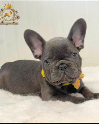 Strepitoso Maschietto Bulldog francese Total Blu