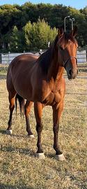 Cavalla Quarter Horse