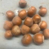 Nocciole