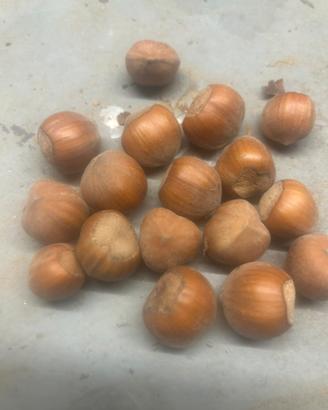Nocciole