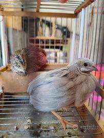 Coppia Quaglie Cinesi Silver