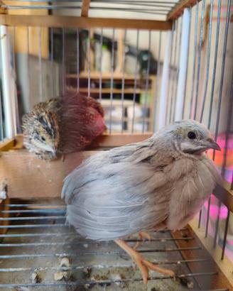 Coppia Quaglie Cinesi Silver