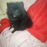 Spitz tedesco di Pomerania