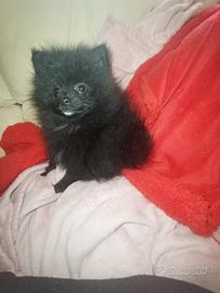 Spitz tedesco di Pomerania