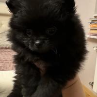 Spitz di pomerania