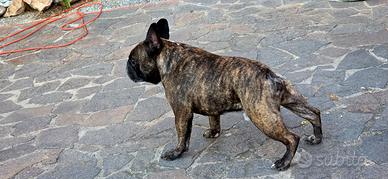 Bulldog francese