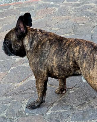 Bulldog francese