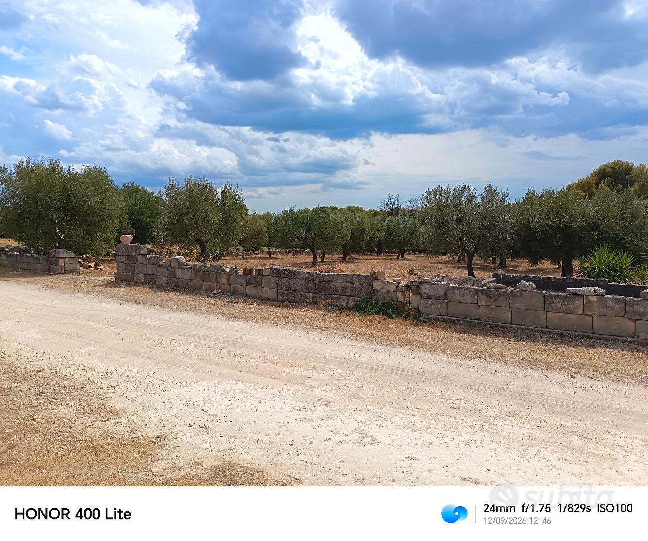 terreno con 25 alberi di ulivo - Vista 4