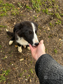 Border collie maschio