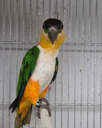 caicco testa nera 