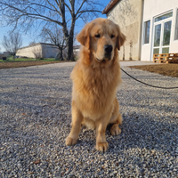 Cuccioli di Golden Retriever