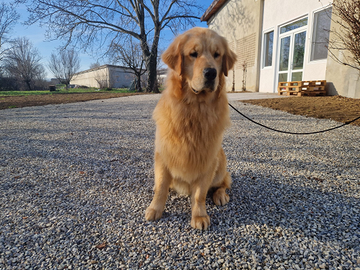 Cuccioli di Golden Retriever