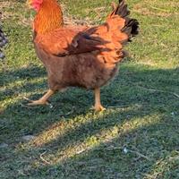 Galline