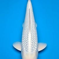 Carpe koi platina laghetto