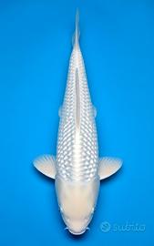 Carpe koi platina laghetto