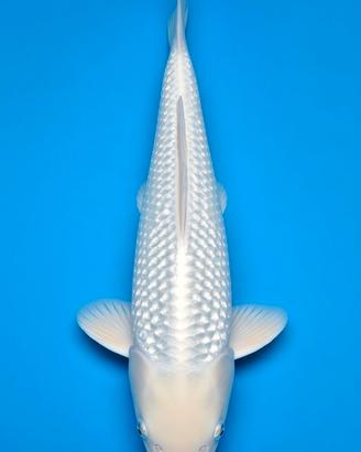 Carpe koi platina laghetto