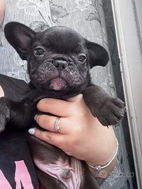 BulldogFrancese cuccioli