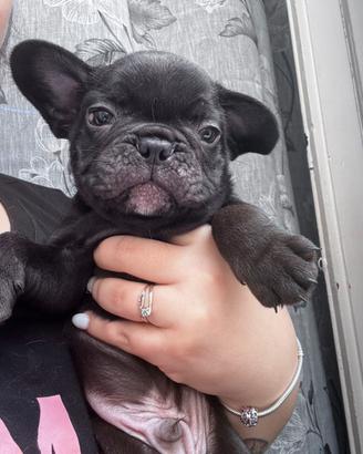 BulldogFrancese cuccioli