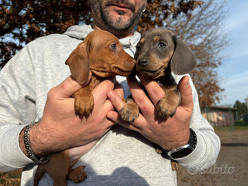 Bassotti nani cuccioli