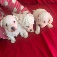 Bichon maltese mini toy