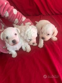 Bichon maltese mini toy