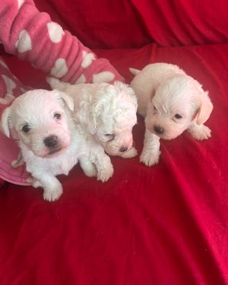Bichon maltese mini toy