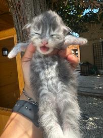Cuccioli Main coon
