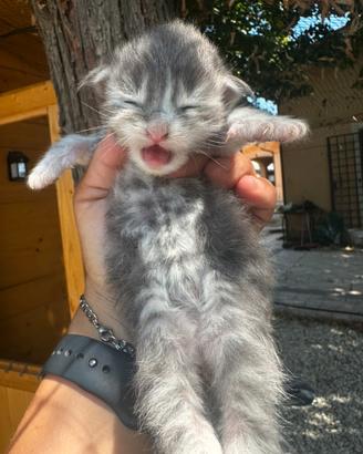 Cuccioli Main coon