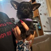 Chihuahua taglia piccola