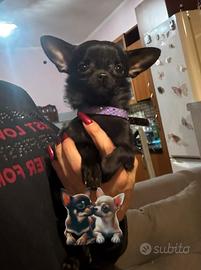 Chihuahua taglia piccola