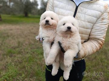 Pastore Abbruzzese linea marsicano