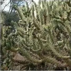 Piante grasse siciliane Opuntia subulata