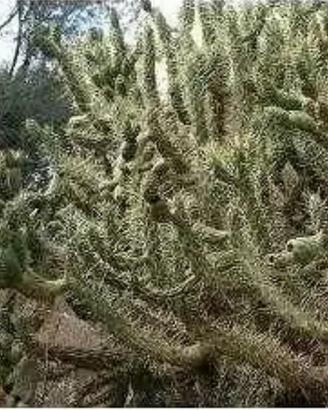 Piante grasse siciliane Opuntia subulata