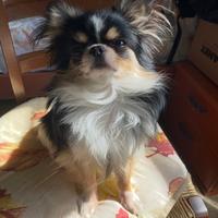 Cane Chihuahua maschio per monta