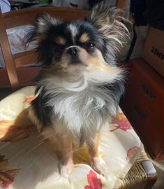 Cane Chihuahua maschio per monta
