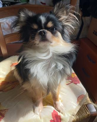 Cane Chihuahua maschio per monta