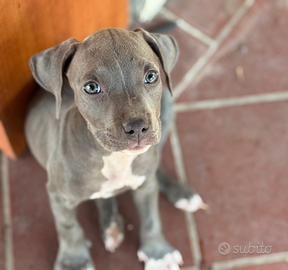 Cuccioli di Pitbull blue nose occhi ghiaccio