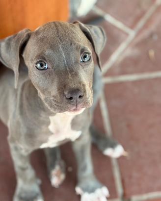 Cuccioli di Pitbull blue nose occhi ghiaccio