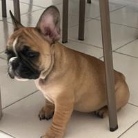 Cucciolo di Bulldog francese