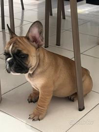 Cucciolo di Bulldog francese