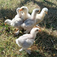 Pulcini Gallina/Gallo Brahma Isabel e Blu
