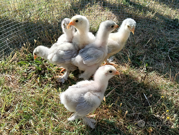 Pulcini Gallina/Gallo Brahma Isabel e Blu