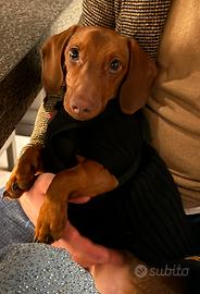 Leo bassotto nano per accoppiamento