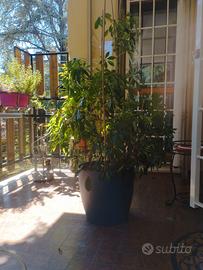 Pianta da appartemento Schefflera