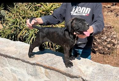 Cane corso cucciola