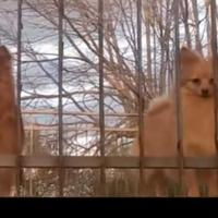 Volpini di Pomerania 3 Femmine